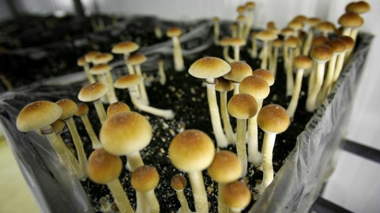 Illinois lawmaker seeks legalization of psychedelic mushrooms