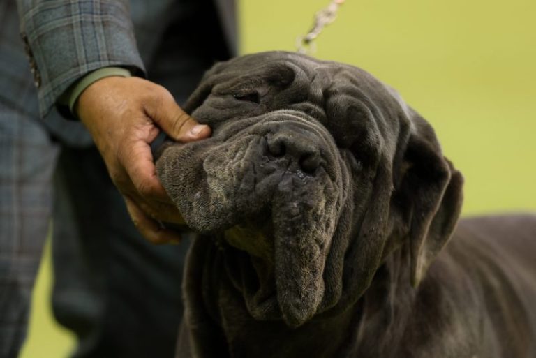 The 2025 Westminster Dog Show has come to an end: See photos
