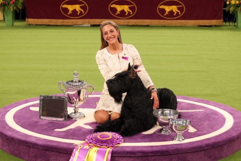 Westminster Dog Show results: Giant Schnauzer wins Best in Show